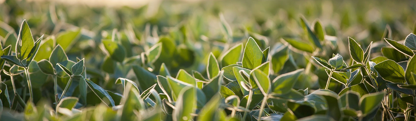 Close up of green crop leaves